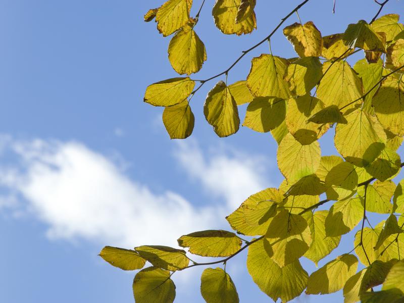 Leaves